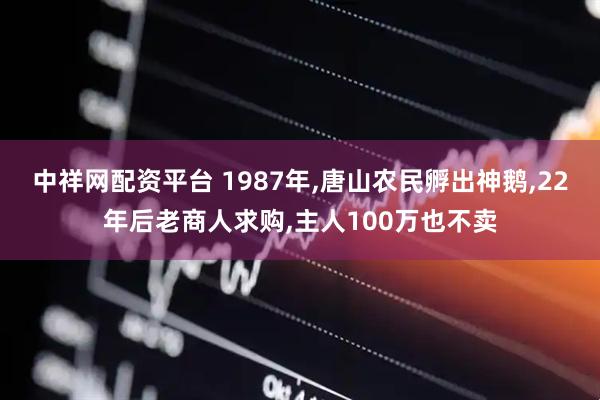 中祥网配资平台 1987年,唐山农民孵出神鹅,22年后老商人求购,主人100万也不卖